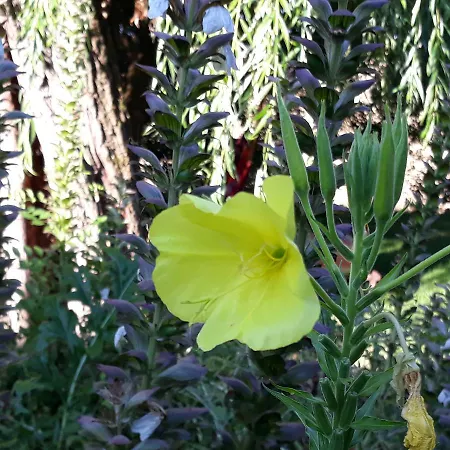 Aux Jardins De Fabie Frühstückspension